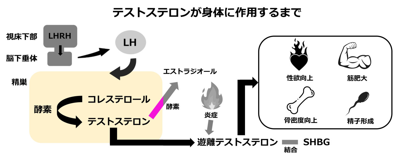 テストステロンは各性別でどのような働きをするのでしょうか?