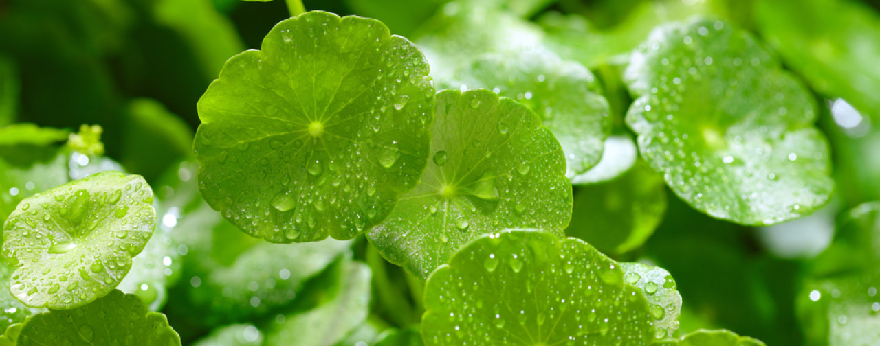 ツボクサの8つの効果効能と適切な摂取方法 | ナイトプロテインPLUS